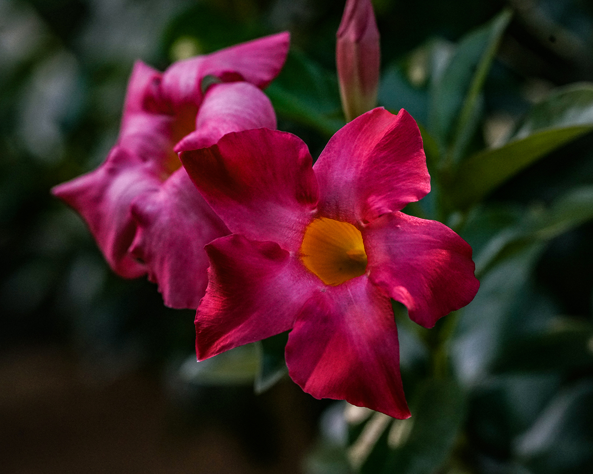Sony a7r2, FE 85mm (w/extension tube), 1/100 @f7.1 ISO 2500