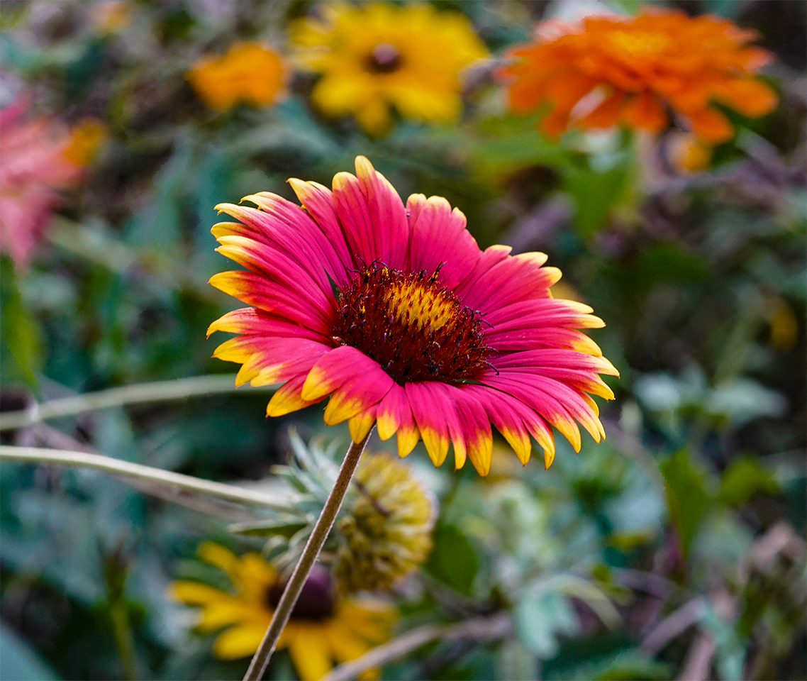 Some Native American tribes used blanketflower (Gaillardia aristata) to treat wounds and settle fevers. Sony A7r2, Micro Nikkor 55mm, 1/45 @ f4, ISO 320